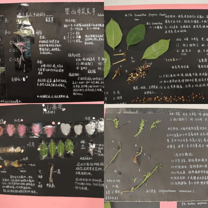 学科活动增兴趣，五育并举促成长——赣南师大附中蓉江七年级学科活动纪实